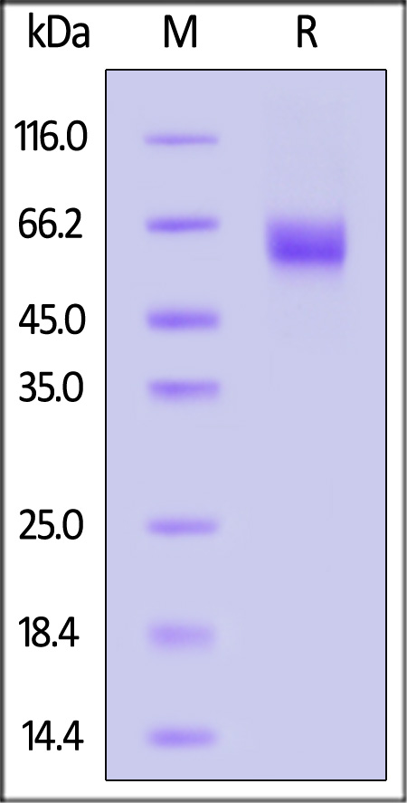 IL1-H82E9-sds