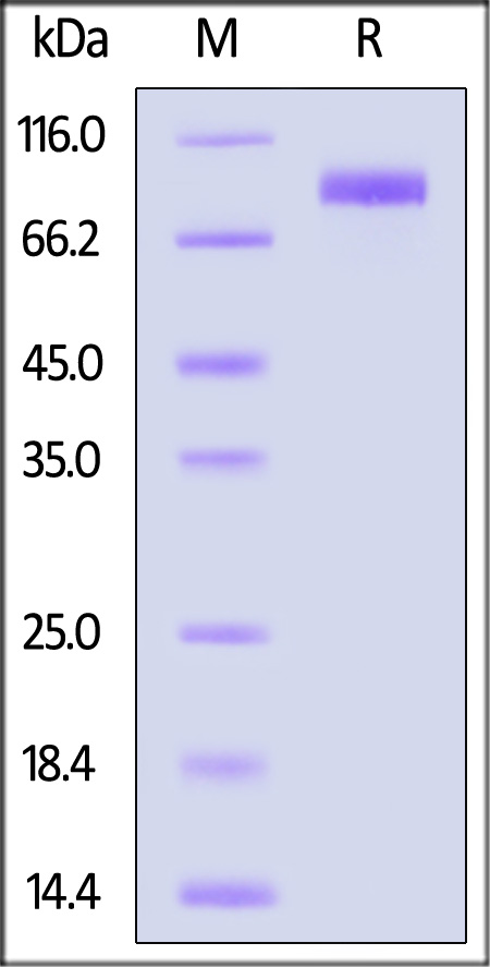 IL1-H82F8-sds