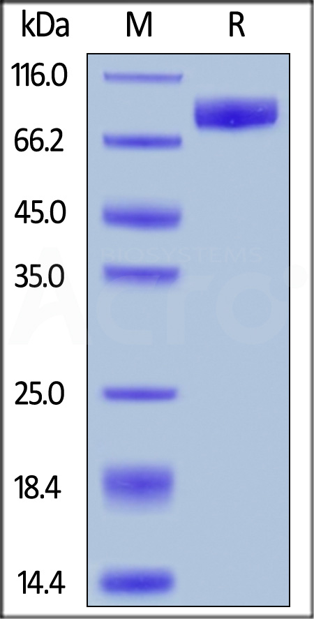 IL2-H5254-sds