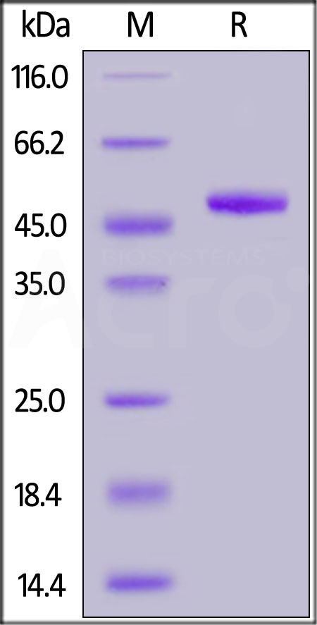 ILDR2 SDS-PAGE