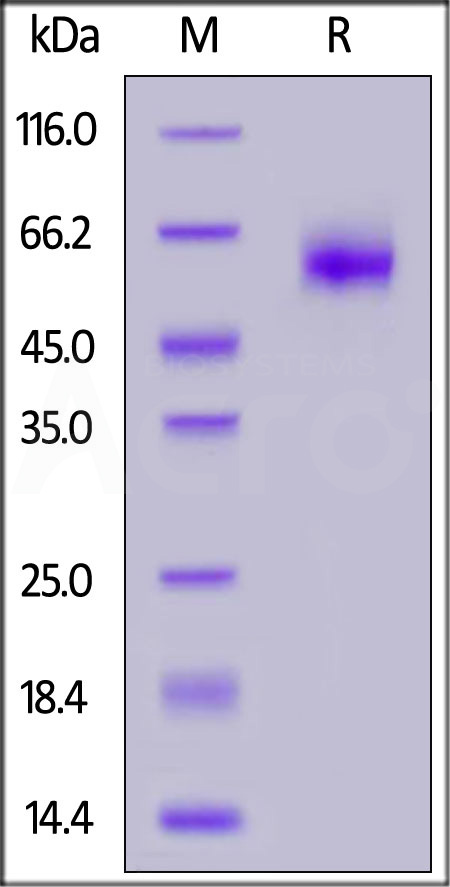 IL-1 Rrp2 SDS-PAGE