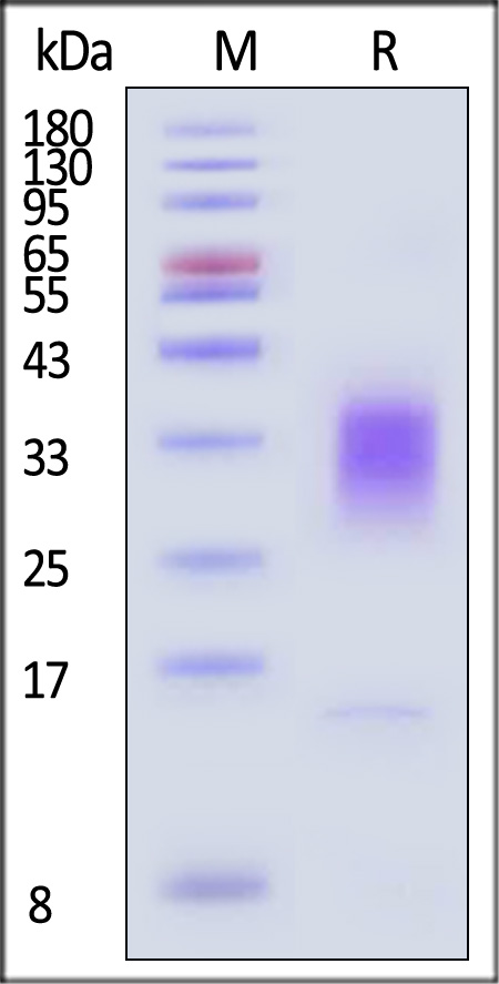 IL-13 SDS-PAGE