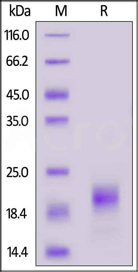 IL-5 SDS-PAGE