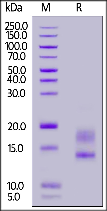 IL5-C52H4-sds