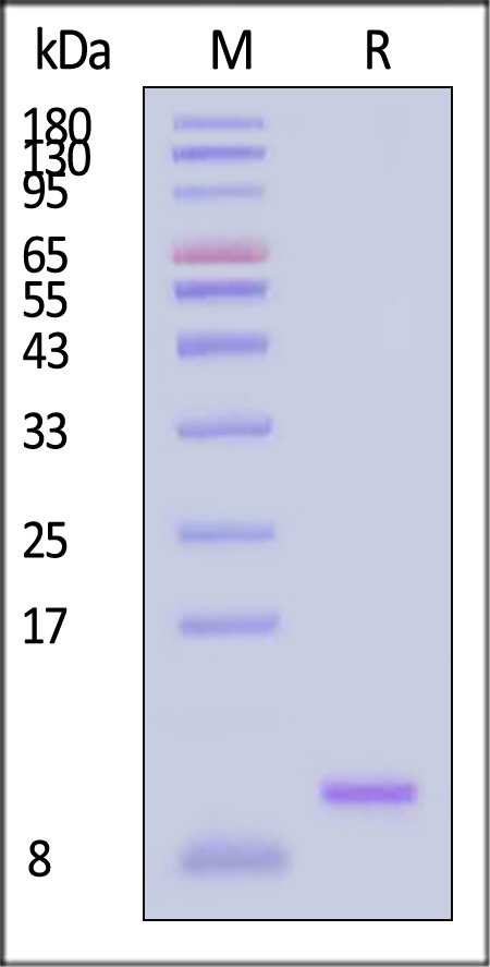 IL5-H4117-sds