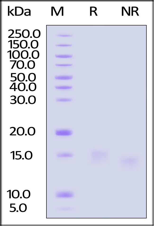 IL5-H5215-sds