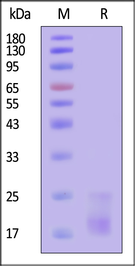 IL5-H52H8-sds