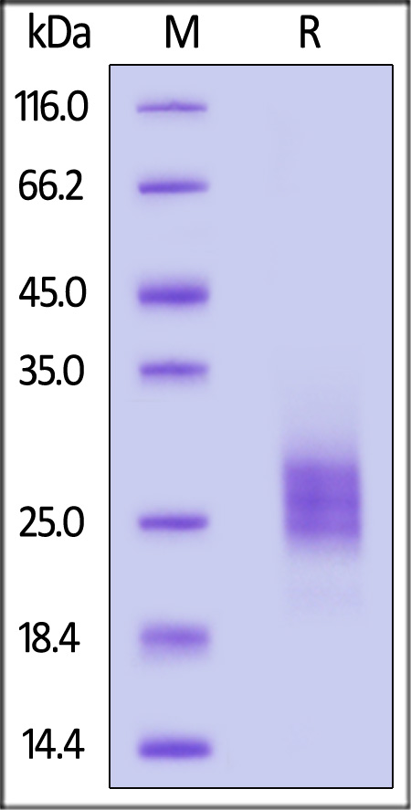 IL5-H52H9-sds