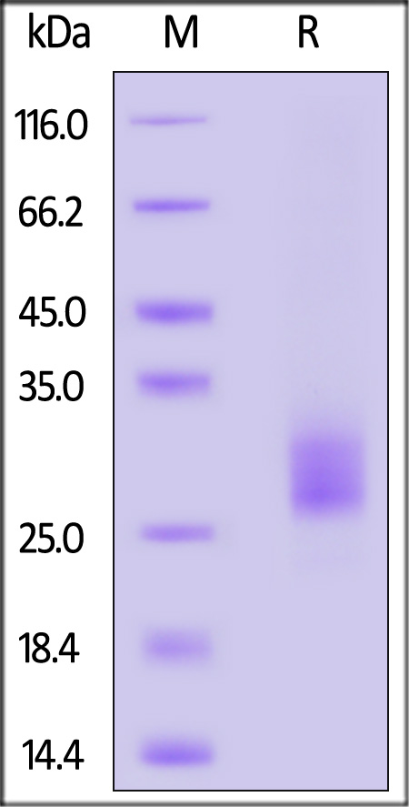 IL5-H82E1-sds