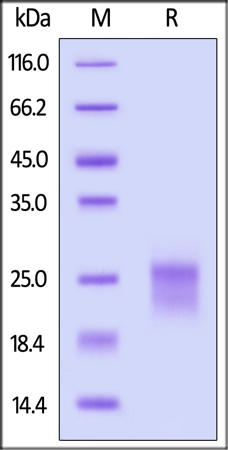 IL5-H82E3-sds