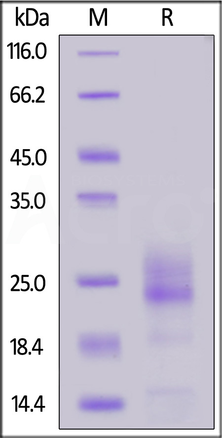 IL5-M52H3-sds