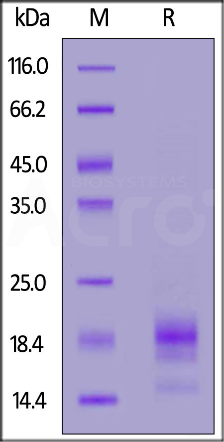 IL5-R52H4-sds