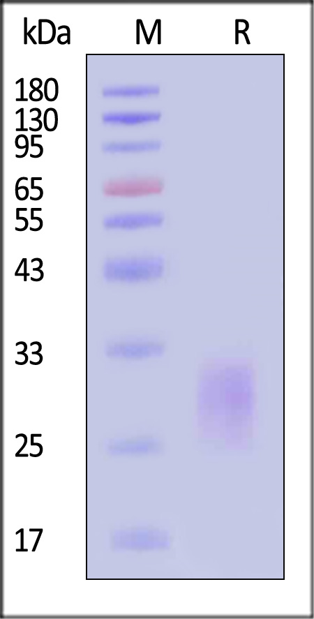 IL-6 SDS-PAGE