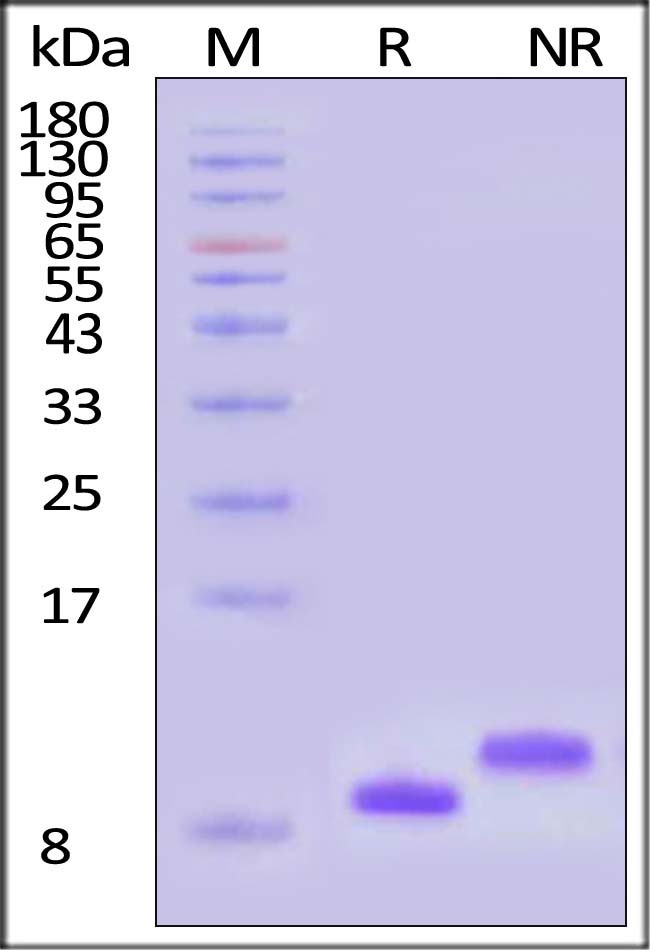 IL8-H5217-sds