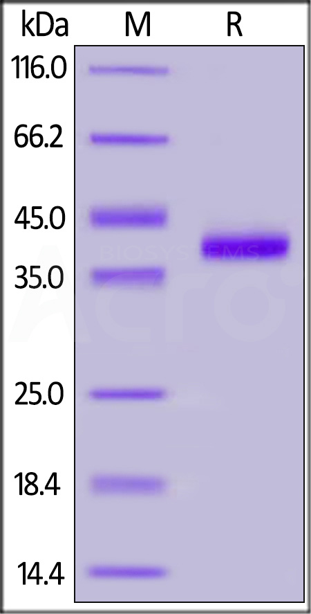 IL8-H5258-sds