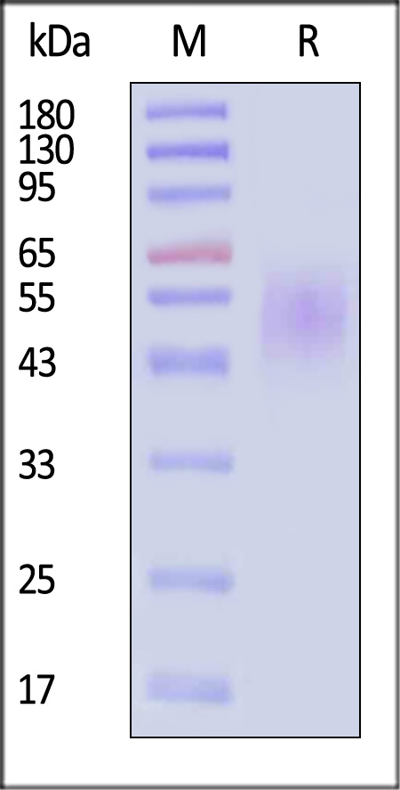 ILA-H82E5-sds