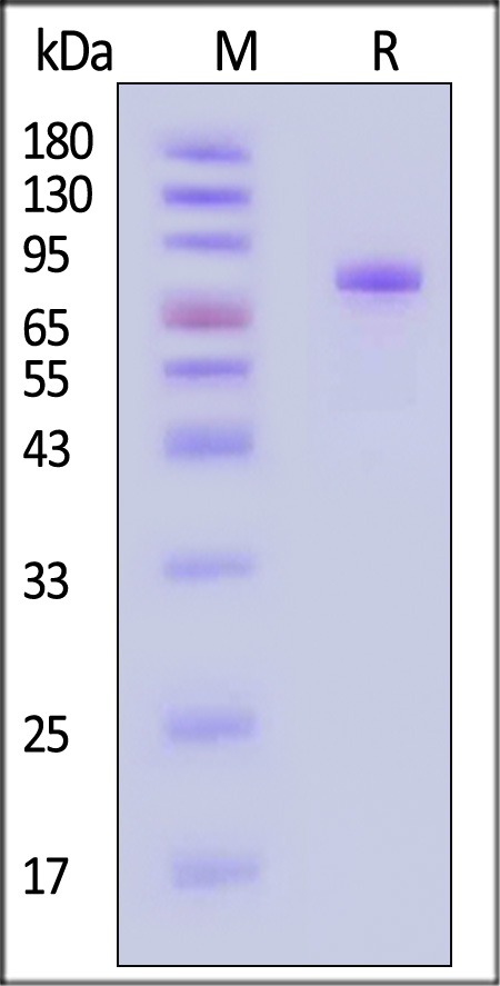 ILA-H82F5-sds