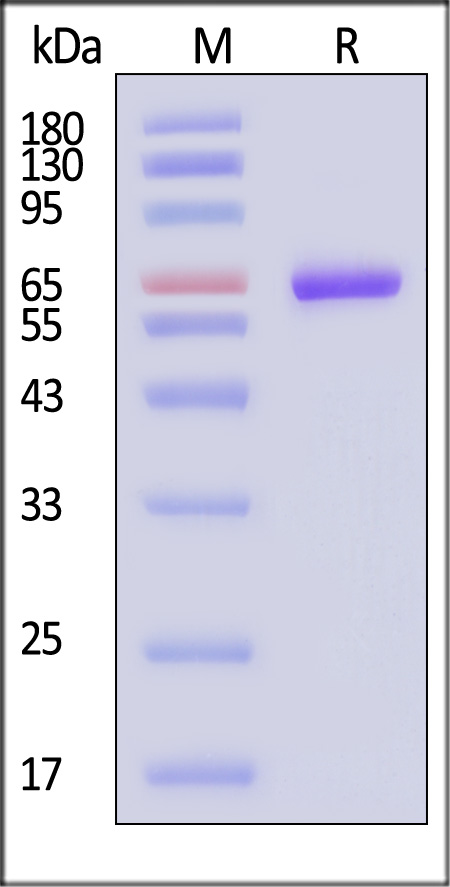 ILB-H5253-sds