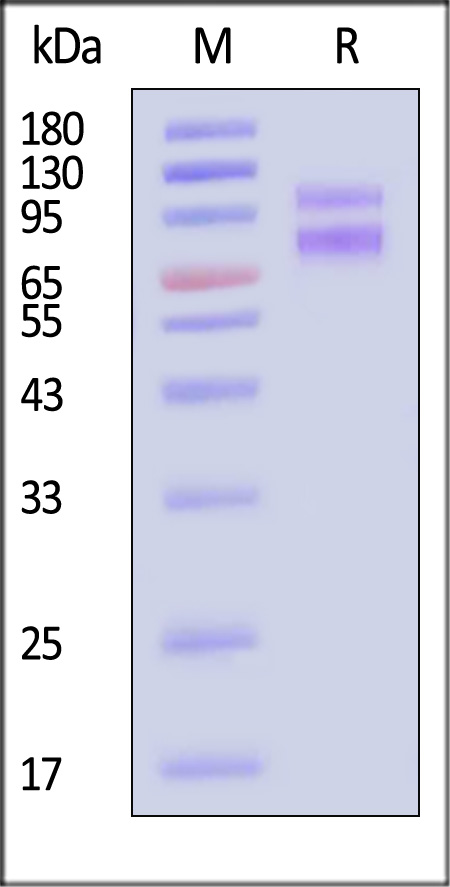 ILC-H5257-sds