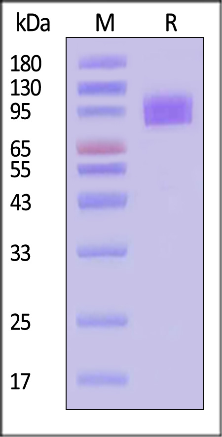 ILC-H5259-sds