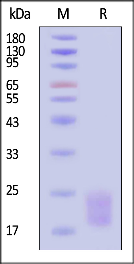 ILF-H52W6-sds