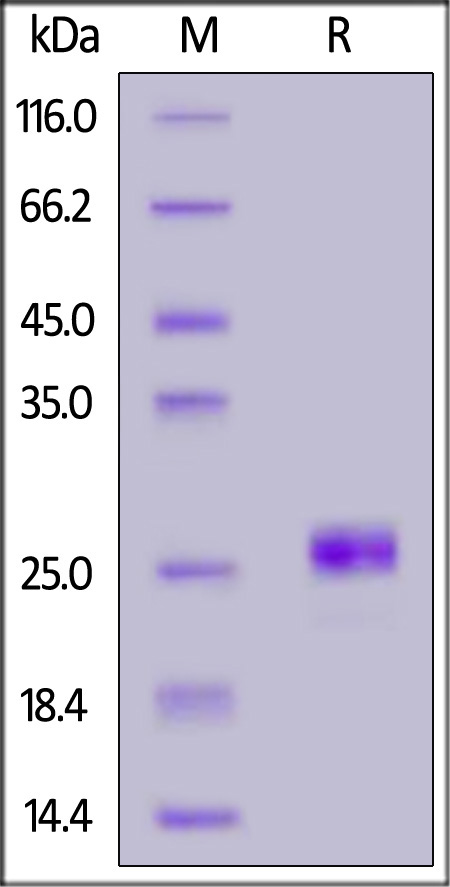 ILF-H82Q9-sds