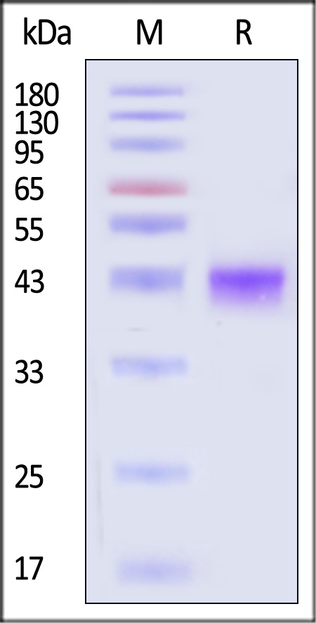 ILF-H82W1-sds