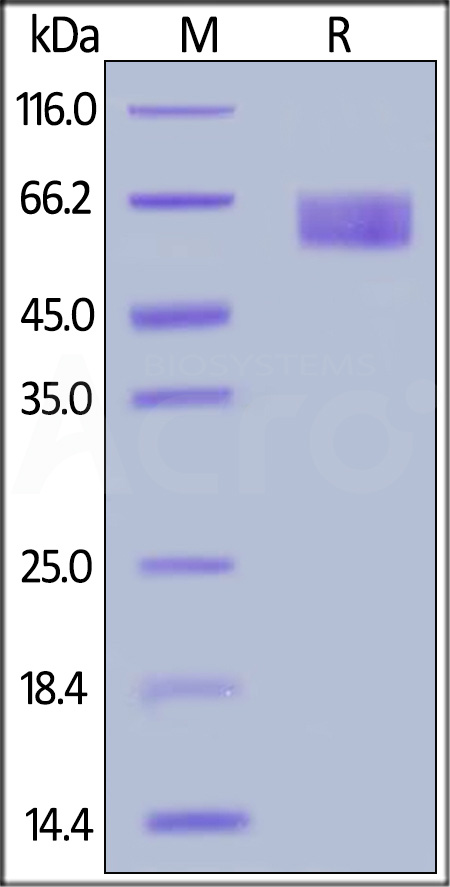 ILP-H5253-sds