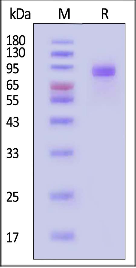 ILR-H5254-sds