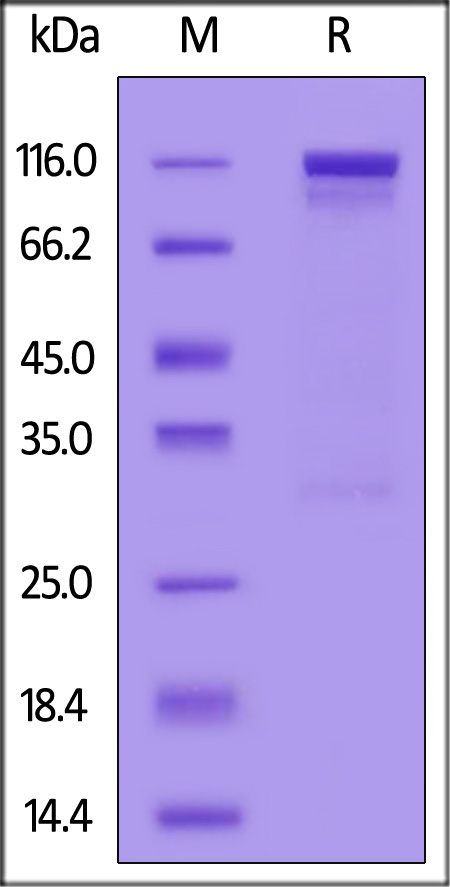 ILT-M5252-sds