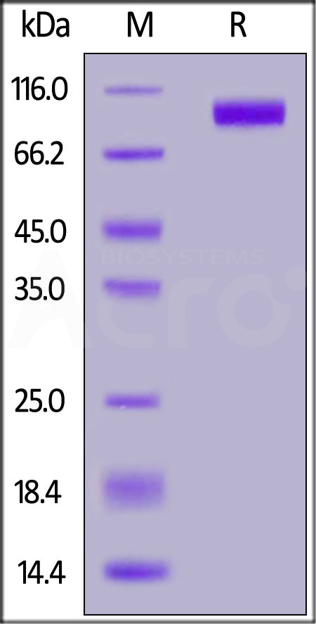 Mouse gp130, His Tag (Cat. No. ILT-M52H1) SDS-PAGE gel