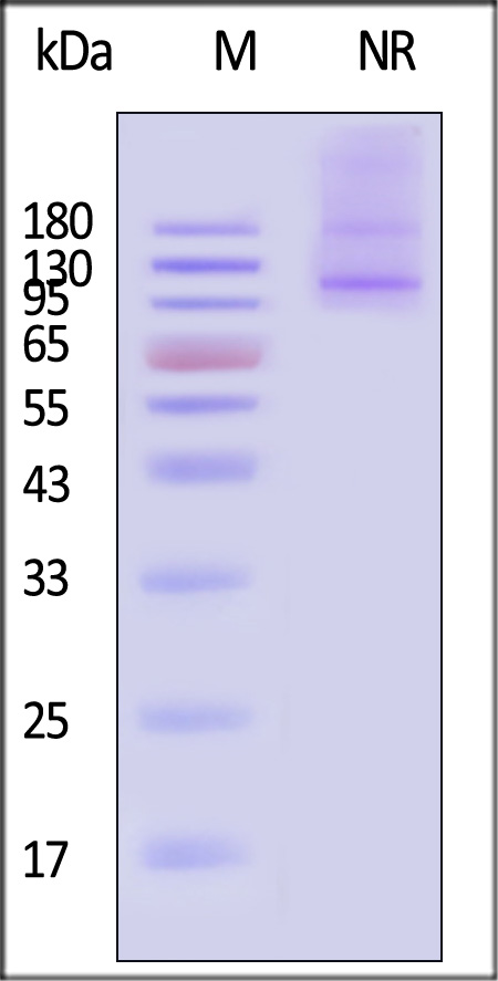 Integrin alpha 11 beta 1 SDS-PAGE