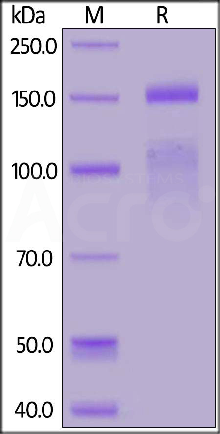 Integrin alpha 11 beta 1 SDS-PAGE