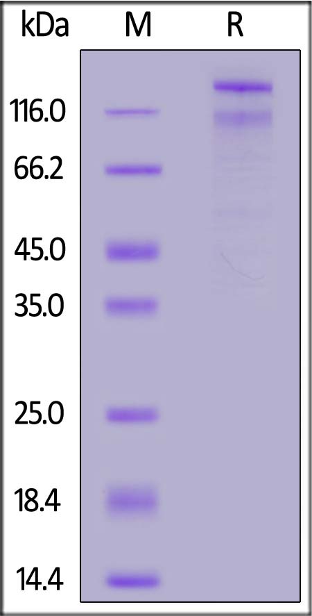 IT1-M52W5-sds