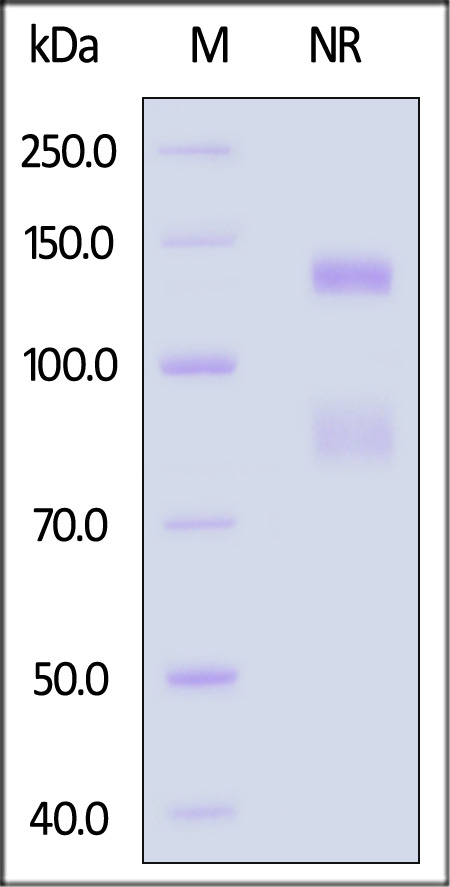 Integrin alpha V beta 5 SDS-PAGE