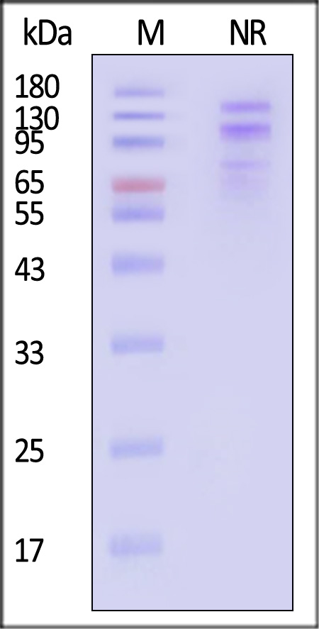 IT7-H52W4-sds