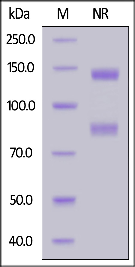 Integrin alpha V beta 8 SDS-PAGE