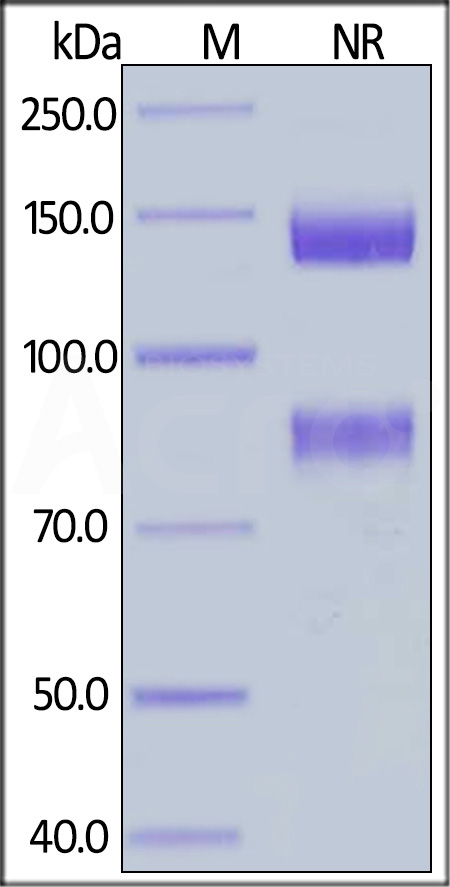 Integrin alpha V beta 8 SDS-PAGE