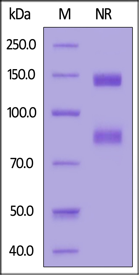 Integrin alpha V beta 8 SDS-PAGE