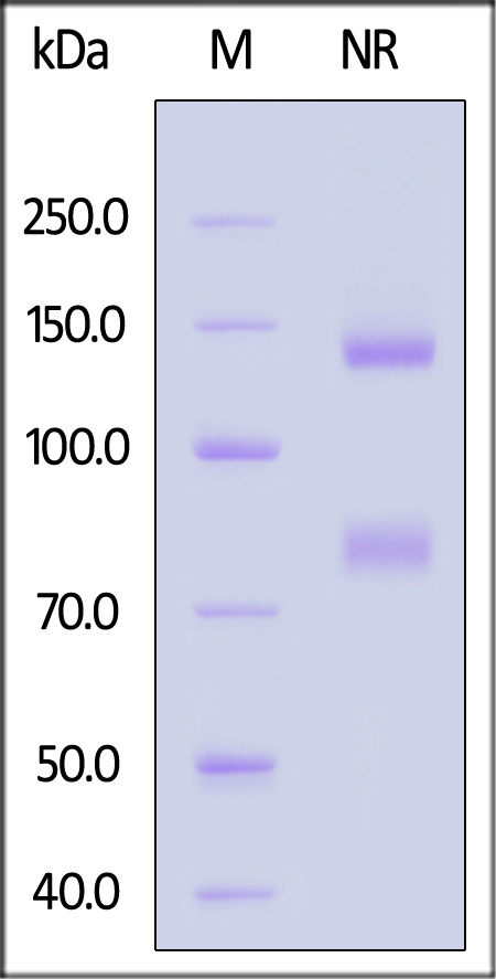 Integrin alpha V beta 8 SDS-PAGE