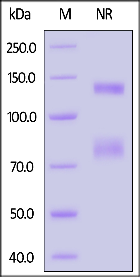 Integrin alpha V beta 8 SDS-PAGE