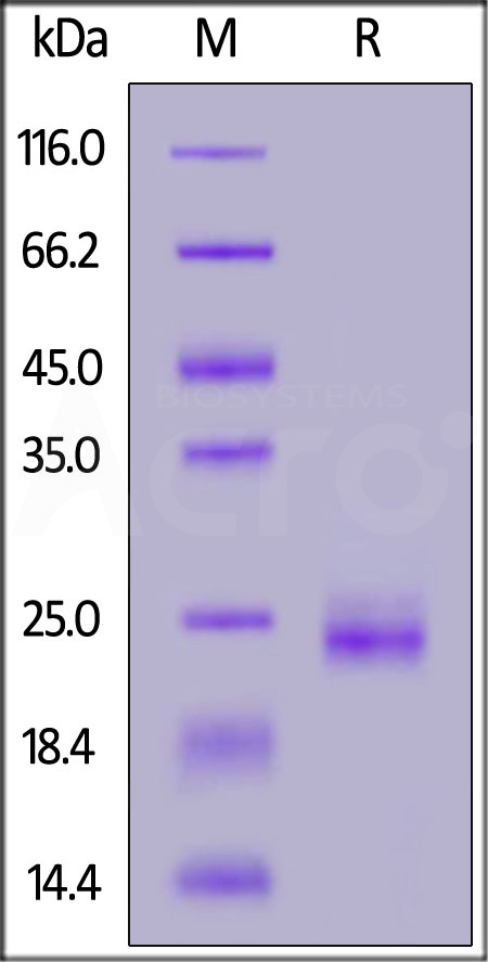 KRS-H5547-sds