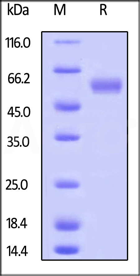 LAIR-1 SDS-PAGE