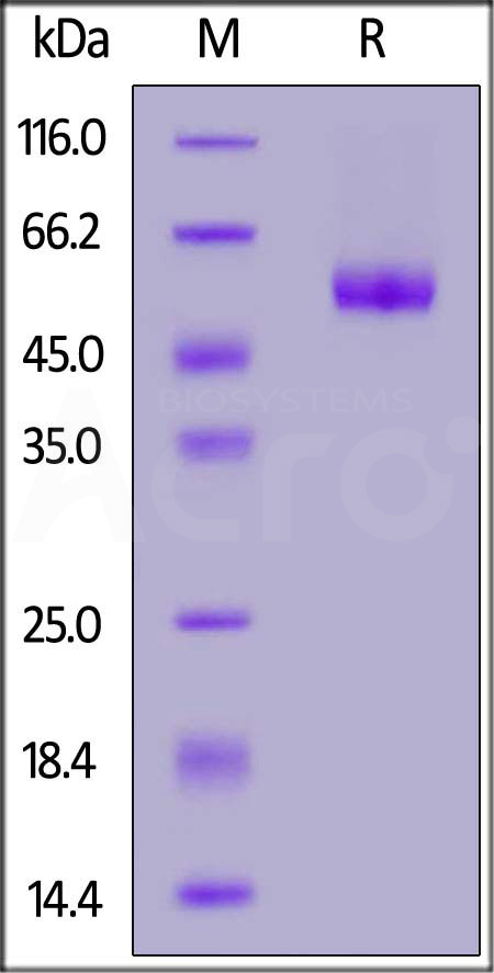 LAIR-1 SDS-PAGE