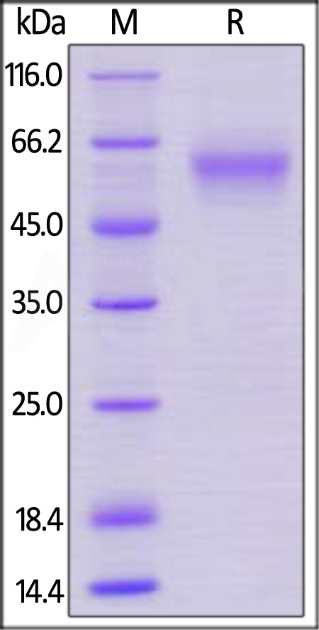 LA1-M5254-sds