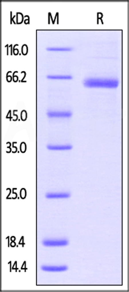 LAG-3 SDS-PAGE