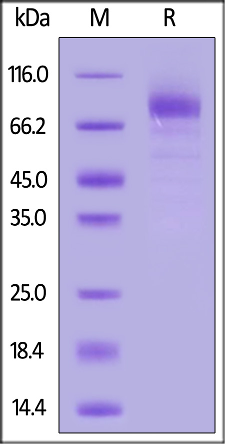 LG4-H52H3-sds