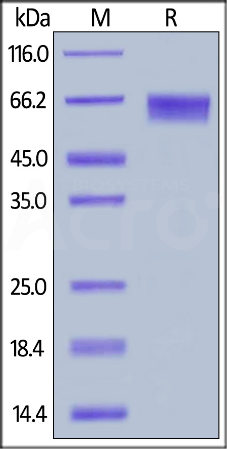 LILRB2 SDS-PAGE