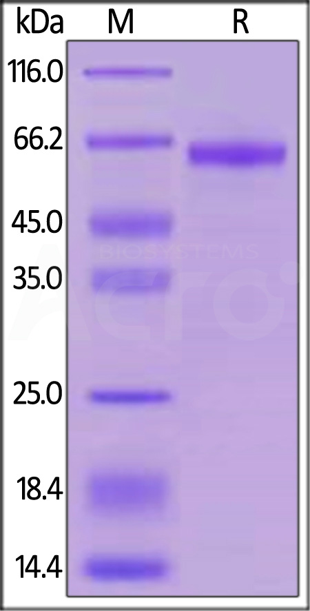 LILRB4 SDS-PAGE