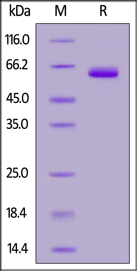 LILRB4 SDS-PAGE